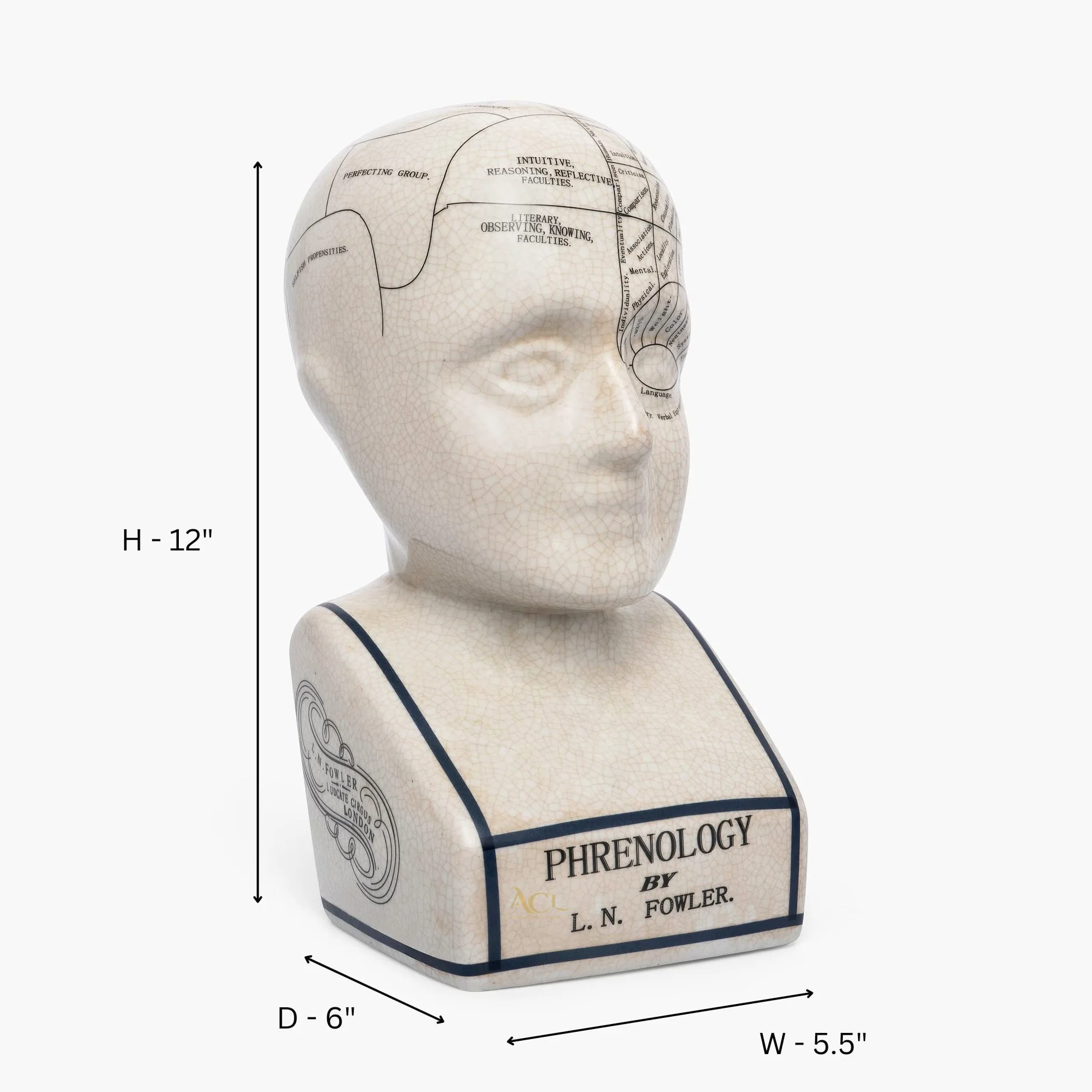 ACL Phrenology Head – Ornamento in ceramica da collezione Retro Busto – Finitura smaltata – Scrivania del medico – LN Fowler – Statua della predizione – Sensi cerebrali 28 cm – Bianco