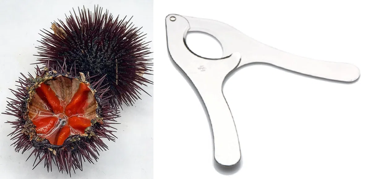 Set 5 Pezzi Pinza Apri Ricci di Mare in inox e 4 Cucchiaini inox, Utensili per Ricci di Mare e Frutti di Mare, Accessori Cucina Pesce Uso Domestico e Professionale, taglierina per ricci di mare