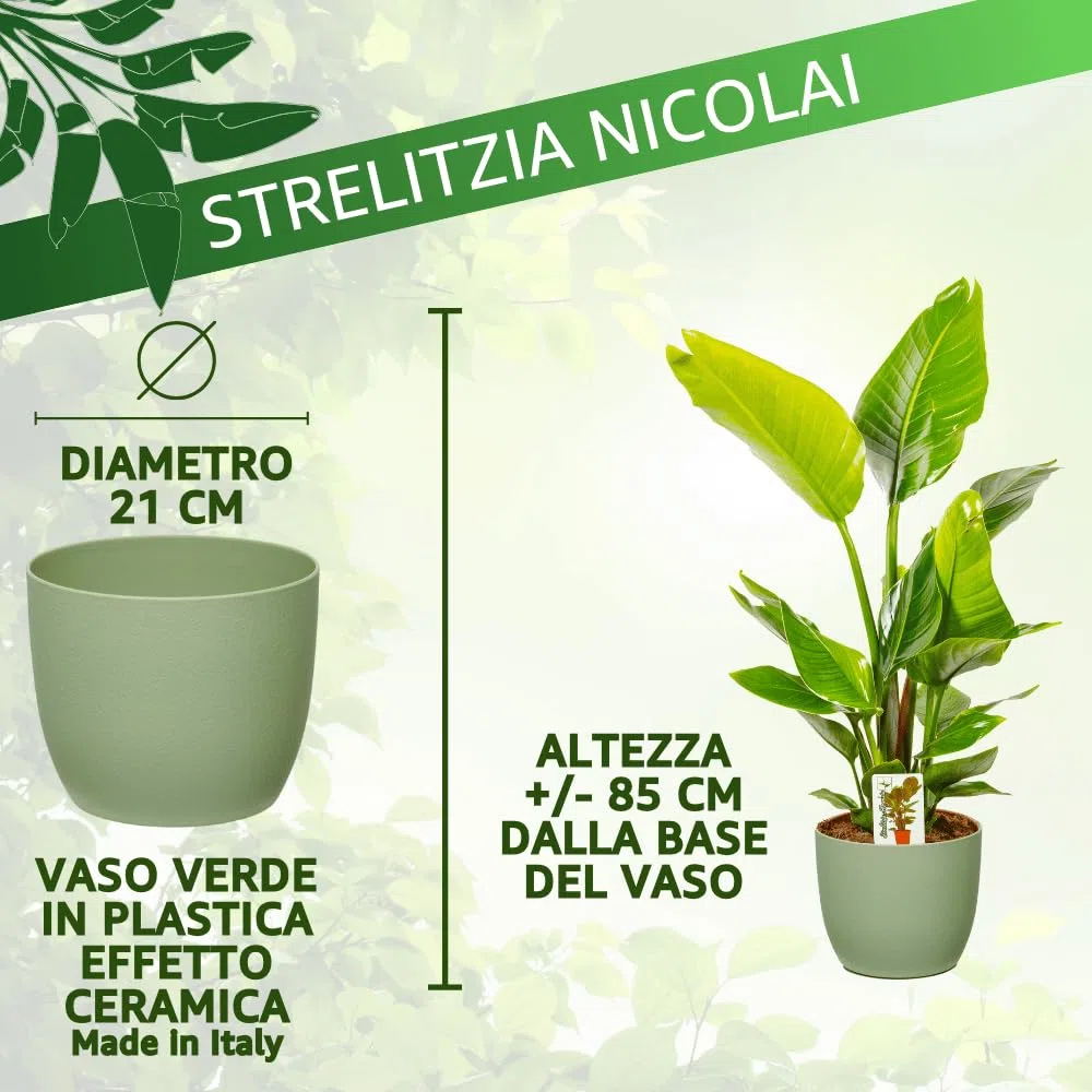 Strelitzia Nicolai Uccello del Paradiso, Pianta Vera Elegante ed Ornamentale (h 85 cm - Vaso 21 Verde Salvia)