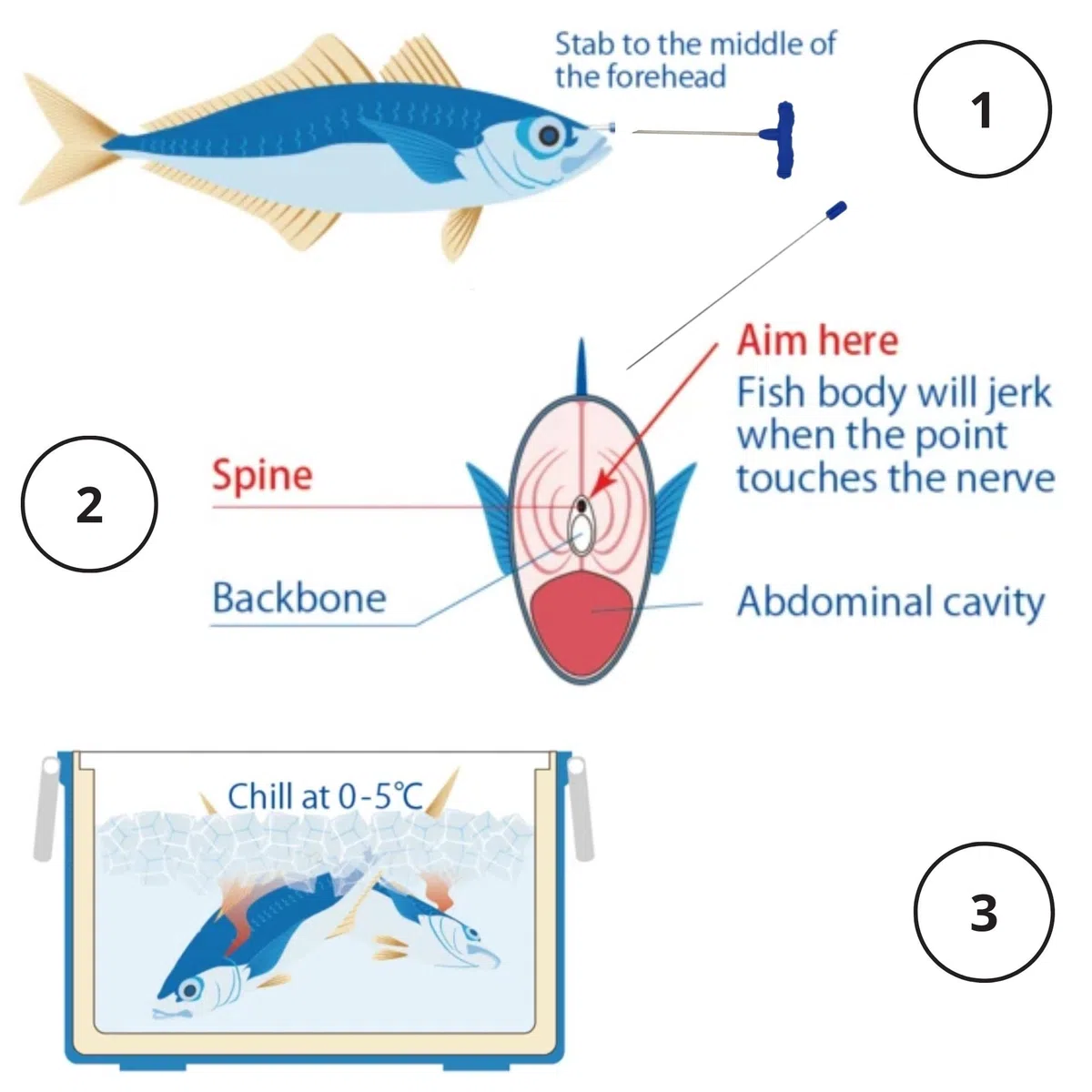 IkeJime Robusto kit di picchetto per pesce con filo in acciaio inox Shinkejime (coda gialla, spigola, orata), blu