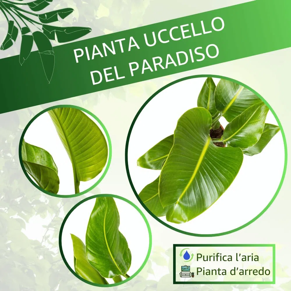 Strelitzia Nicolai Uccello del Paradiso, Pianta Vera Elegante ed Ornamentale (h 85 cm - Vaso 21 Verde Salvia)