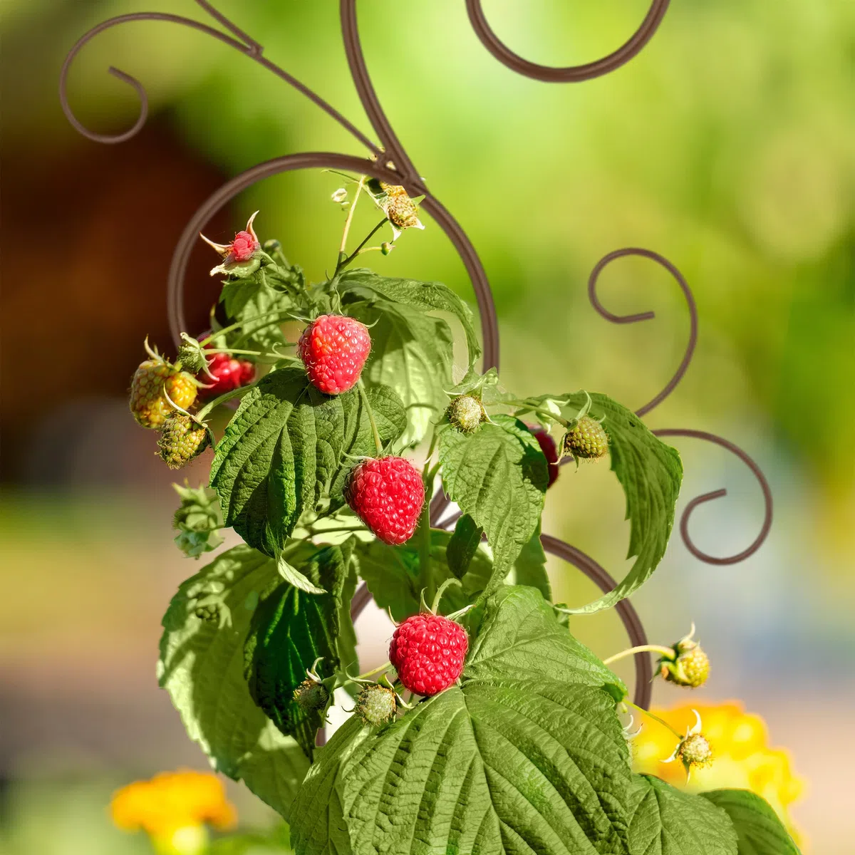 Relaxdays Supporto per Piante Rampicanti da Giardino, 2 pz. Tralicci di Sostegno per Edera, 160x30 cm, Metallo, Marrone