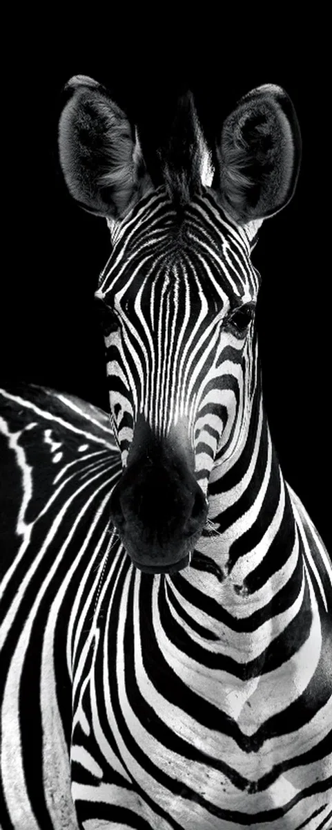 A.Monamour Adesivo Porta Autoadesiva Zebra in Bianco E Nero A Tema Animale Vinile PVC Adesivi per Porte Interne 3D Pellicola Adesiva Poster Sticker Murale Parete Carta da Parati
