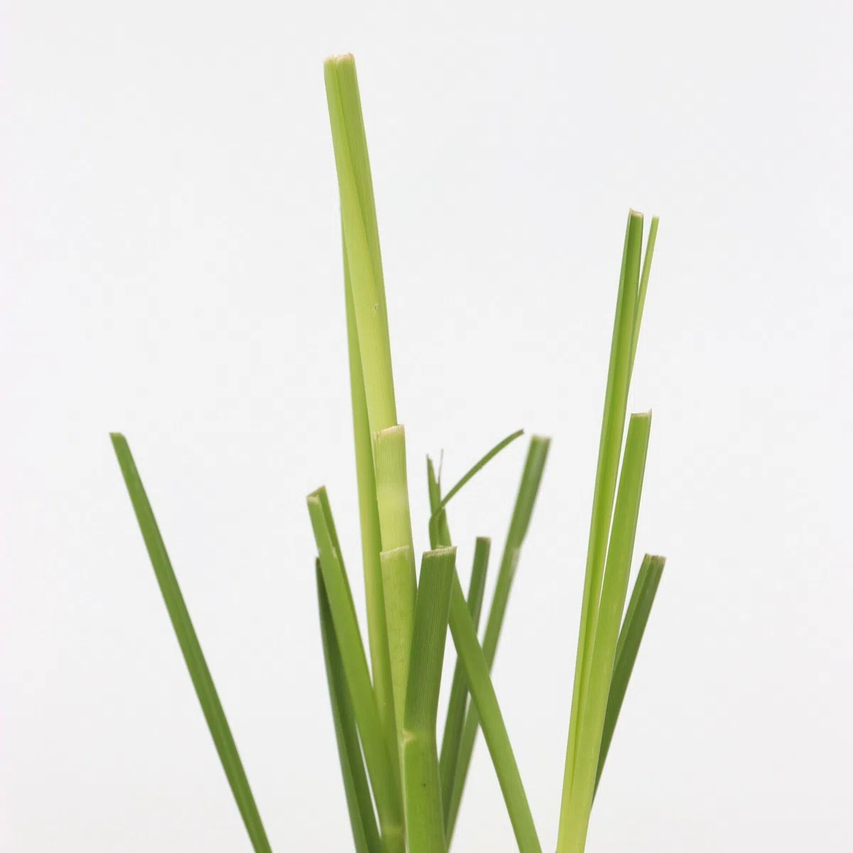 Plant in a Box - Erba pampa bianca - Set di 6 - Cortaderia selloana - Vaso 9cm - Altezza 25-40cm