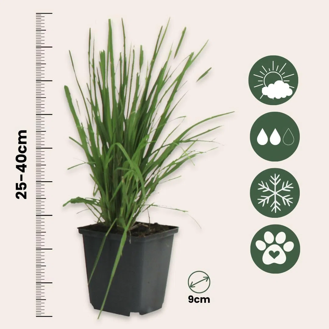 Plant in a Box - Erba pampa bianca - Set di 6 - Cortaderia selloana - Vaso 9cm - Altezza 25-40cm