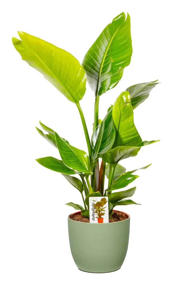 Strelitzia Nicolai Uccello del Paradiso, Pianta Vera Elegante ed Ornamentale (h 85 cm - Vaso 21 Verde Salvia)