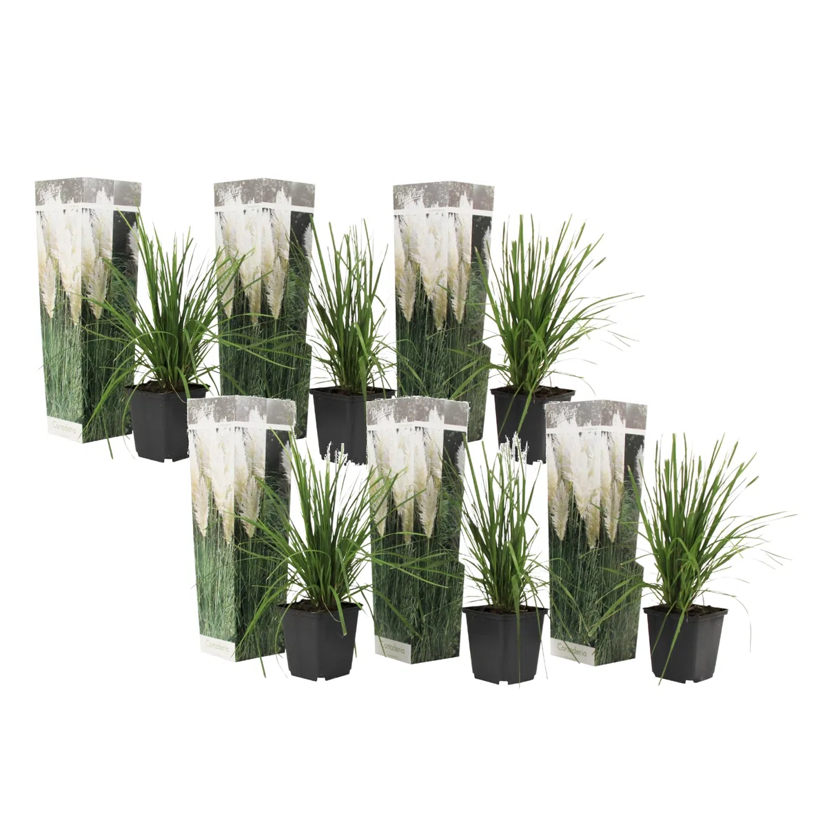 Plant in a Box - Erba pampa bianca - Set di 6 - Cortaderia selloana - Vaso 9cm - Altezza 25-40cm