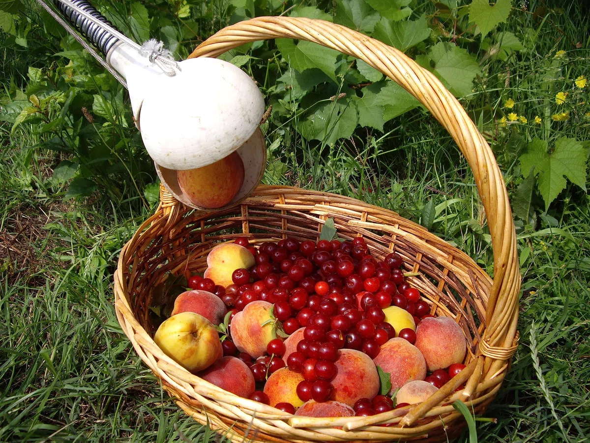 coglifrutta brevettato con manico fisso standard