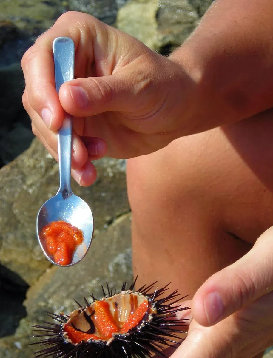 Set 5 Pezzi Pinza Apri Ricci di Mare in inox e 4 Cucchiaini inox, Utensili per Ricci di Mare e Frutti di Mare, Accessori Cucina Pesce Uso Domestico e Professionale, taglierina per ricci di mare