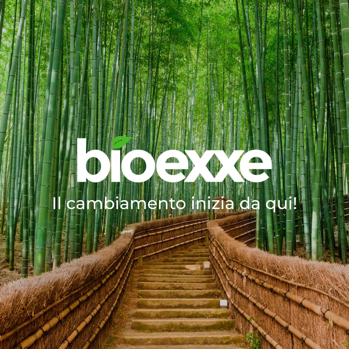 Bioexxe Set Posate Usa e Getta Imbustate - Posate Monouso in Legno, Biodegradabili - no plastica - con Salvietta e Forchette Usa e Getta (Pacco 250 kit)